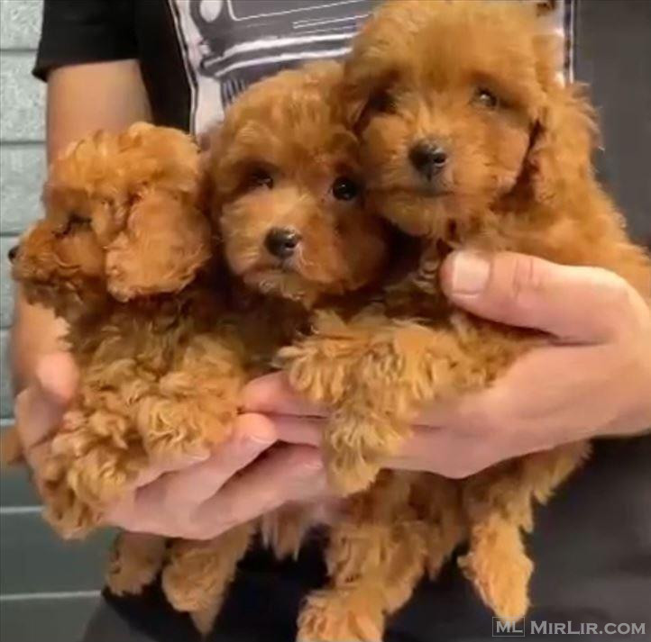 Kelysh poodle