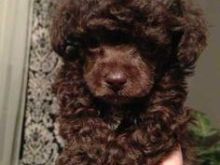 Shesim  Red Brown Black Toy Poodle
