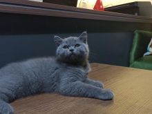 Shiten kotele british shorthair