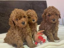 Shiten kelysh red toy poodle