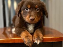 australischer Schäferhund Welpe