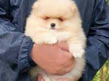 Shiten kelysh pomeranian