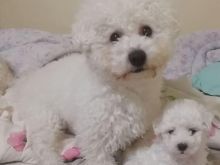 Shesim kelyshe Bichon Frise 