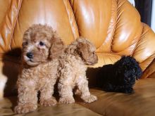 Shiten kelysh Poodle, toy poodle, red, apricot dhe te zi