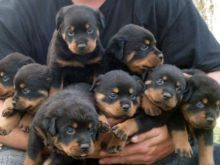 Shesim kelyshe Rottweiler
