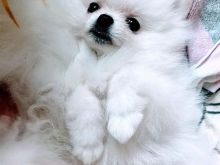 Shiten kelysh pomeranian