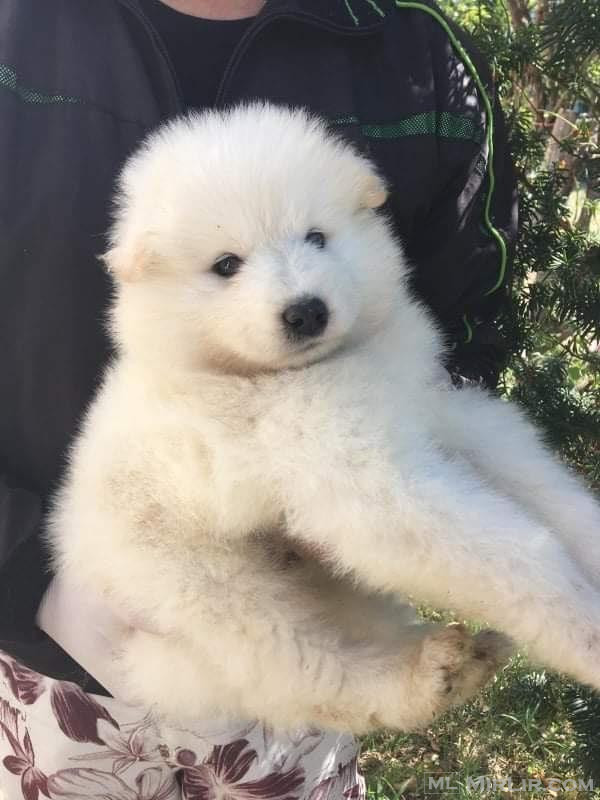 Samoyed