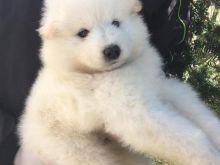 Samoyed