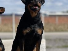 Rottweiler Femen