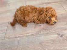 Tooy Poodle