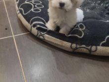 Maltezer