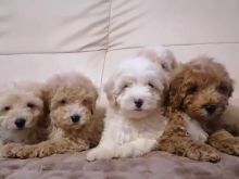 Shiten kelysh red toy poodle