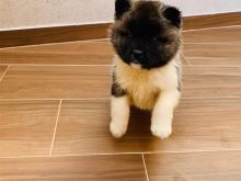 Amerikan Akita