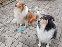Rough Collie (Lesi)