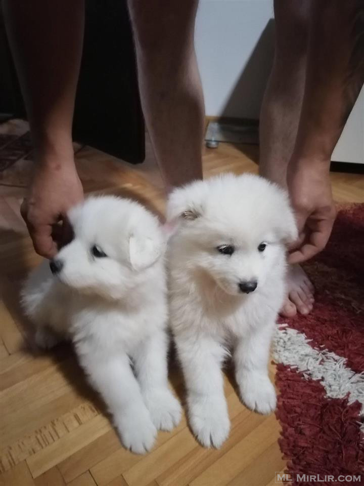 Samoyed