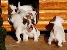 Jack russell terrier 