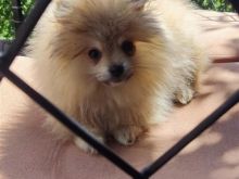 Kelysh pomeranian