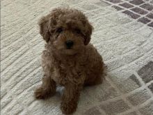 Toy Poodle
