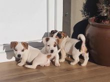 Jack Russell 