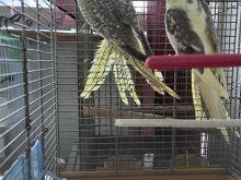 Papagaj Cockatiel Ninfa
