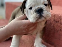 English Bulldog 