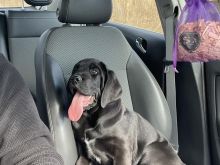 Cane Corso 