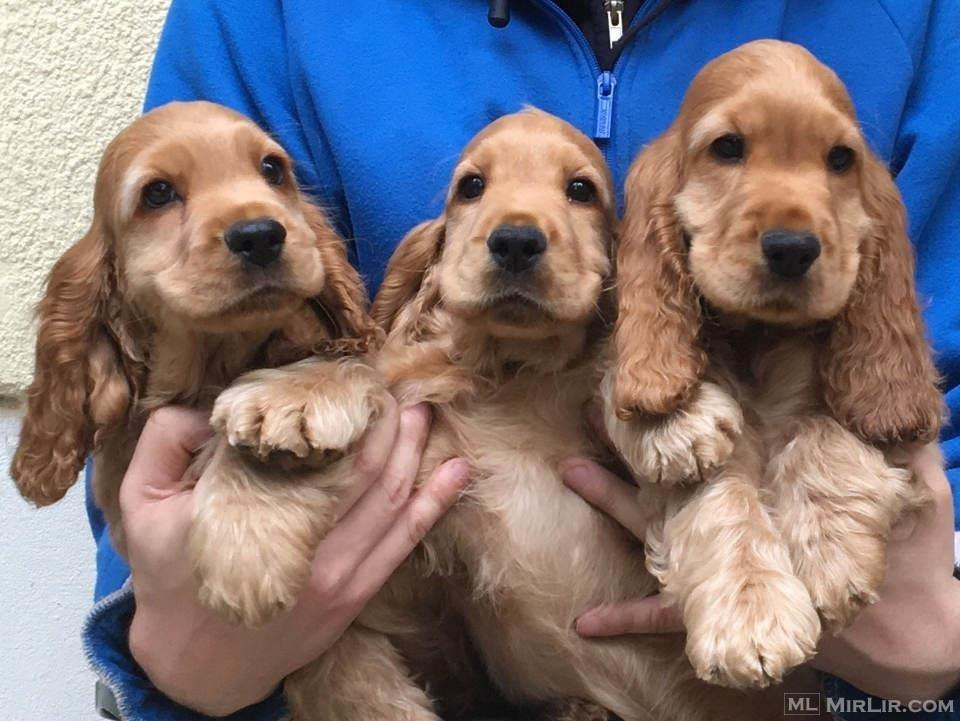 Cocker Spaniel 