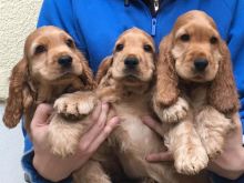 Cocker Spaniel 