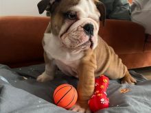 Bulldog Anglez