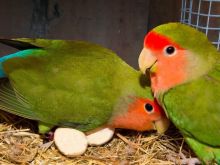 Papagaj love birds