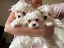 Shesim maltese 