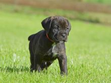 Shesim kelyshe Cane Corso