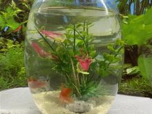 Akuarium komplet me 2 gold fish dhe ushqim