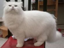 Shitet mace Persiane-Chinchilla