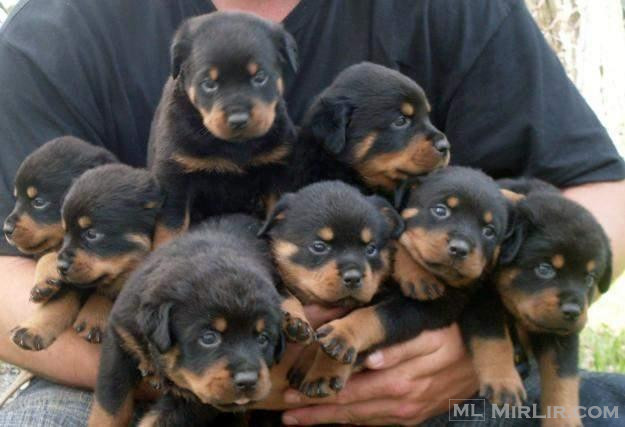 Shesim Rottweiler