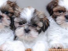 Shesim kelyshe Shihtzu