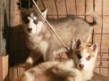 Hasky siberian
