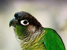 Papagalla Green check Conure te trajnuar