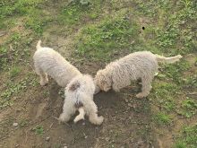 Lagotto romagniolo qen tartufi