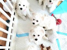 Shesim kelyshe Bichon Frise