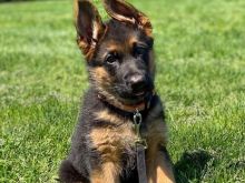 Shesim German Shepherd (Pastor Gjerman)