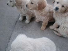 Shesim Golden Retriever