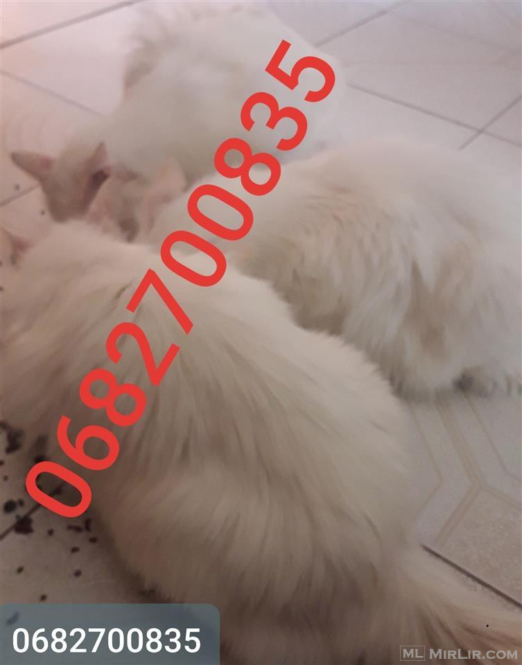 Shiten mace Turkish Angora