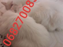 Shiten mace Turkish Angora