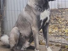 Kangal pantera