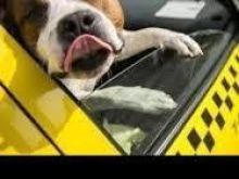TAXI PET TIRANA..TRANSPORT DHE PER CDO LLOJE KAFSHE SHTEPIAK