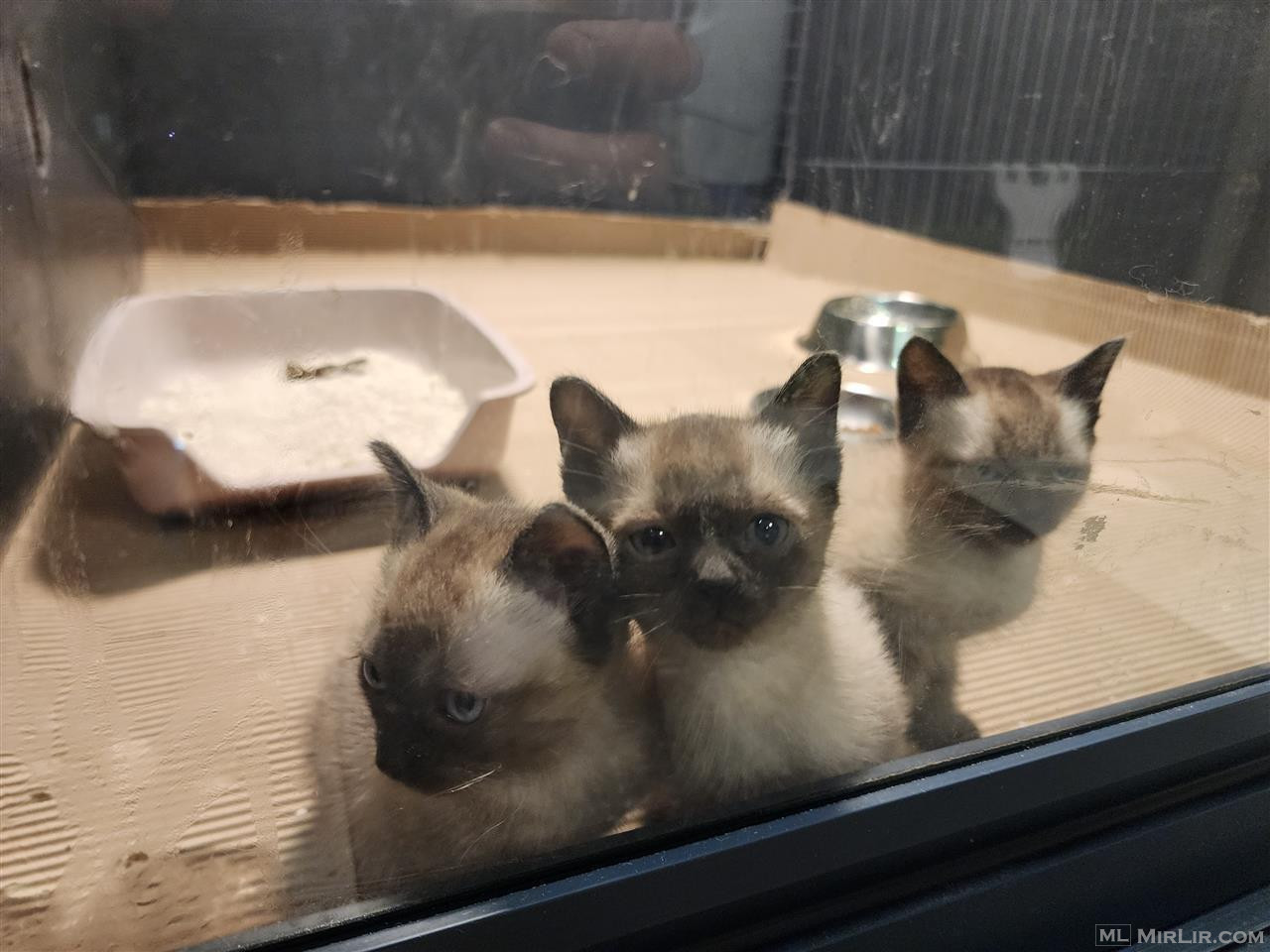Shiten macat siamese