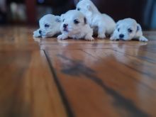 Mini maltezeri