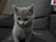 Mace British Shorthair