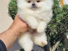 Pomeranian Boo origjinal jo mashtrime